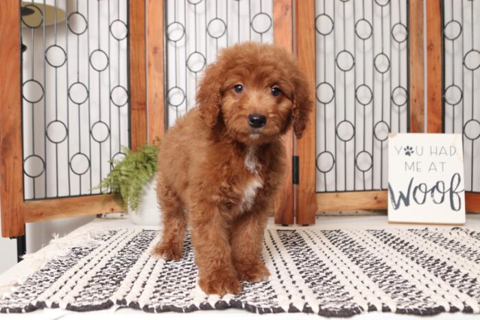 Socks- Silly Male F1B Mini Goldendoodle - Image 4