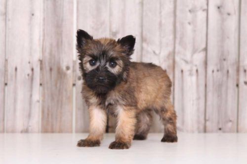 Soft-Coated Wheaton Terrier