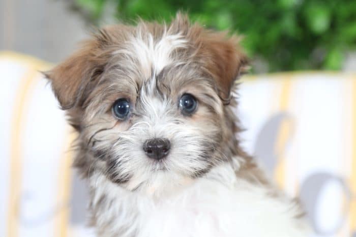 Sophie - Precious Havanese - Image 2