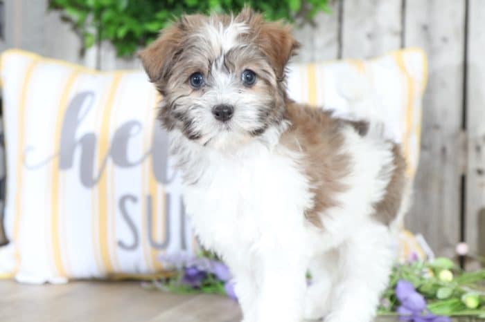 Sophie - Precious Havanese - Image 3