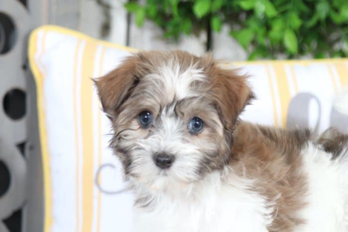 Sophie - Precious Havanese - Image 4