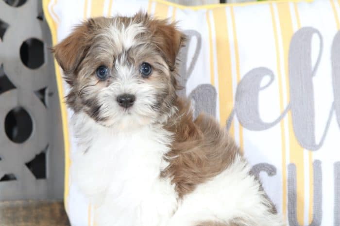 Sophie - Precious Havanese - Image 5