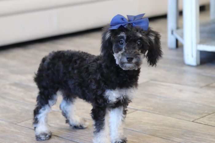 Sparkle - Beautiful ACA Teacup Phantom Female Poodle Puppy - Image 6