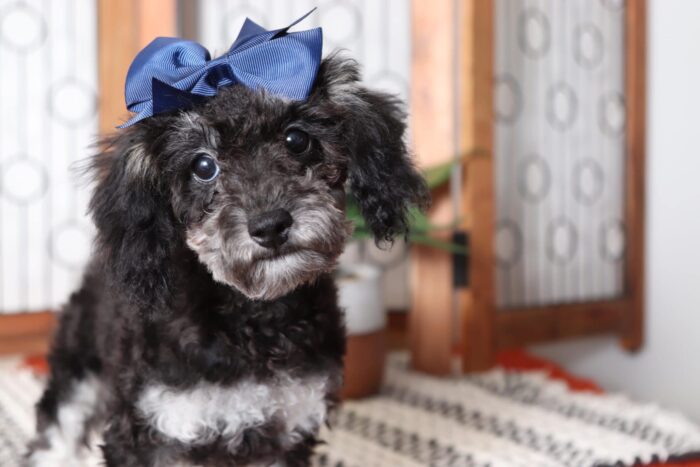 Sparkle - Beautiful ACA Teacup Phantom Female Poodle Puppy - Image 2