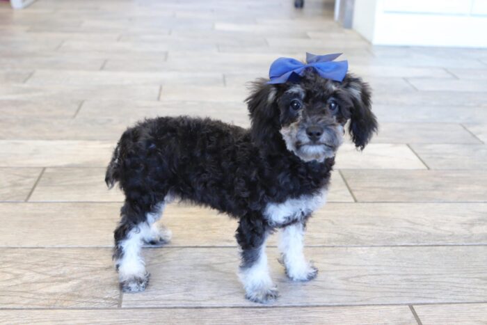 Sparkle - Beautiful ACA Teacup Phantom Female Poodle Puppy