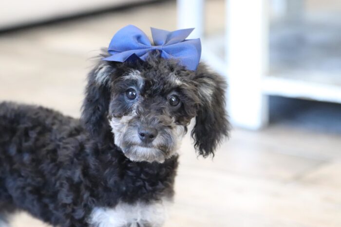 Sparkle - Beautiful ACA Teacup Phantom Female Poodle Puppy - Image 4