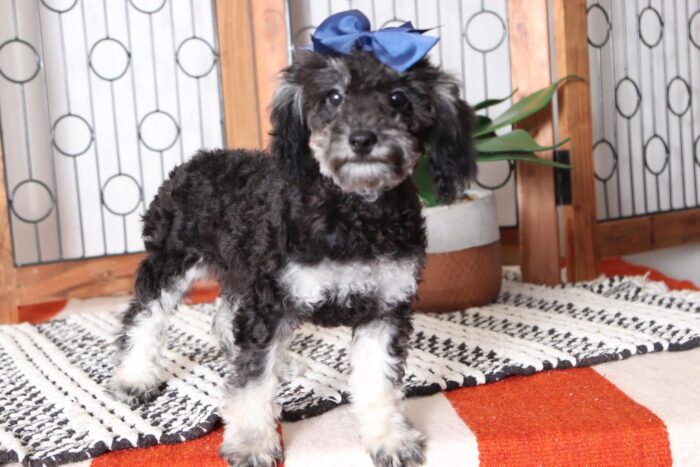 Sparkle - Beautiful ACA Teacup Phantom Female Poodle Puppy - Image 5