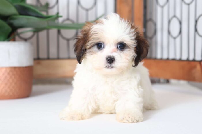 Sparkles- Snuggly Female Teddy Bear Puppy
