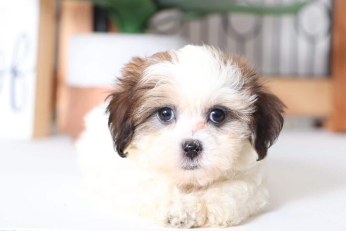 Sparkles- Snuggly Female Teddy Bear Puppy - Image 2