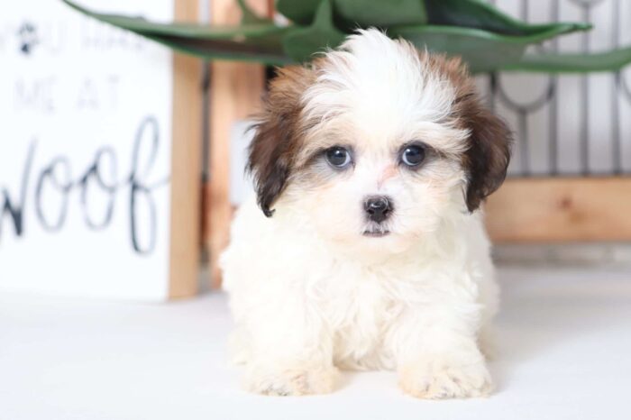 Sparkles- Snuggly Female Teddy Bear Puppy - Image 3