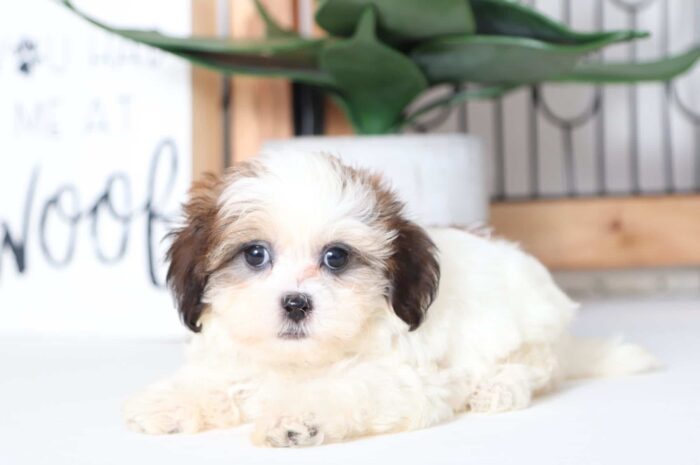 Sparkles- Snuggly Female Teddy Bear Puppy - Image 4