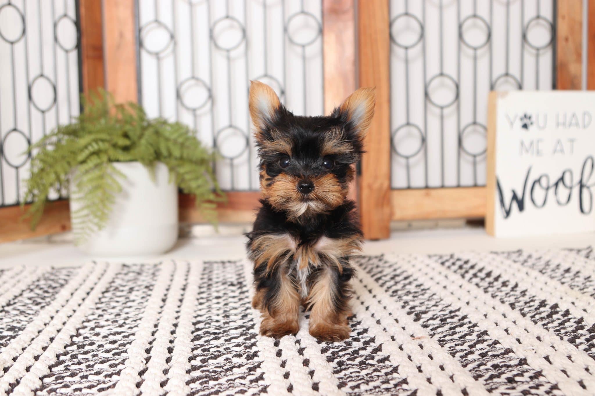 Sparky - Perfect Little TEACUP AKC Male Yorkie Puppy