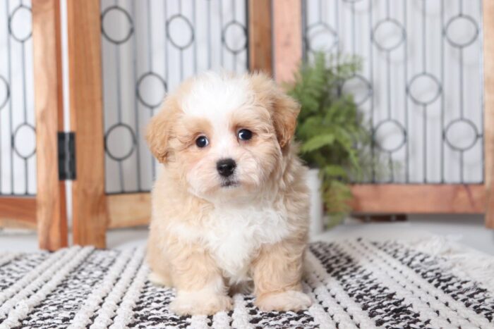 Sparky - Cuddly Male Lhasa-Poo Puppy