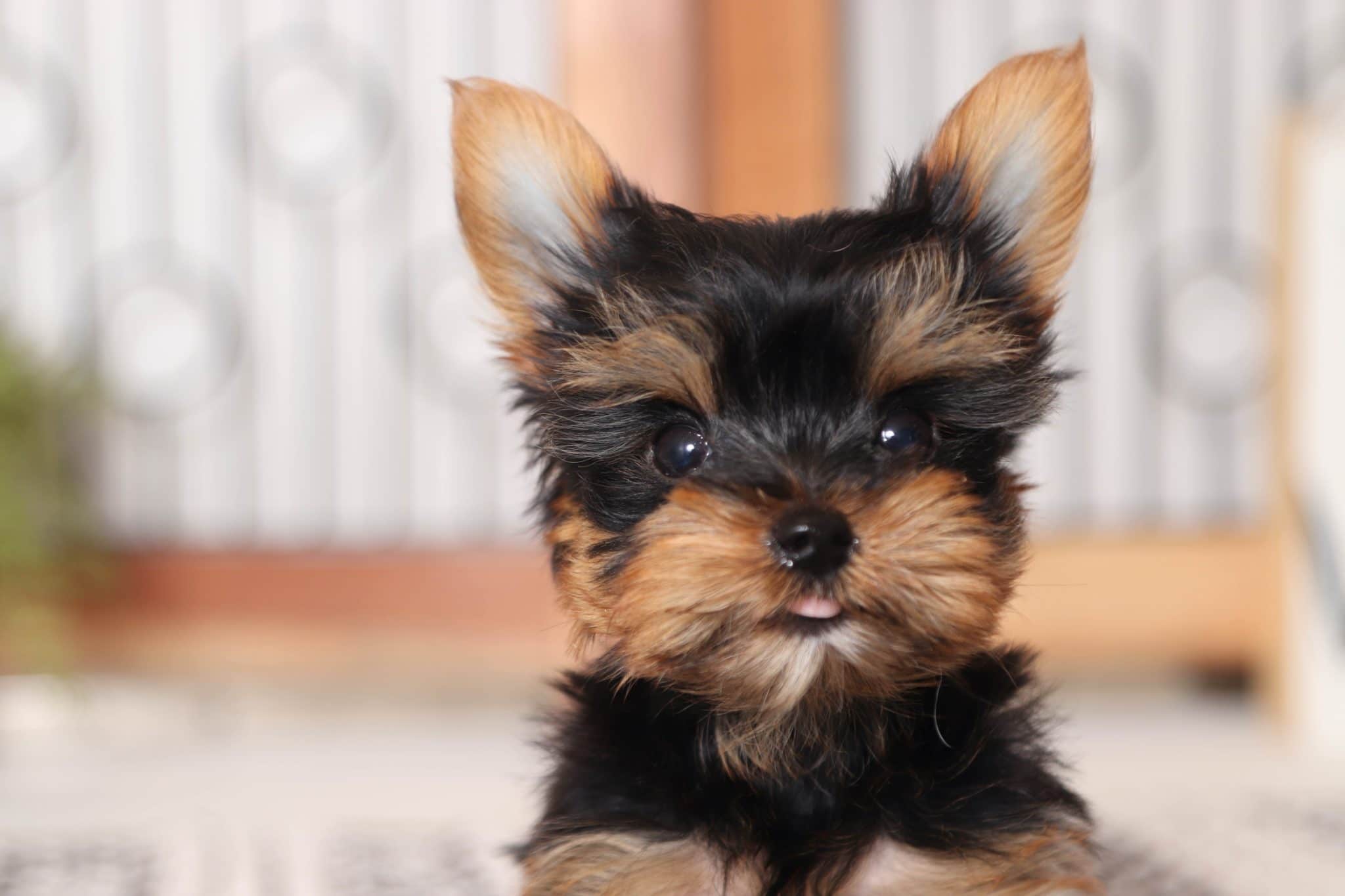 Sparky - Perfect Little TEACUP AKC Male Yorkie Puppy - Image 2