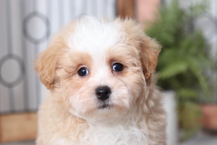 Sparky - Cuddly Male Lhasa-Poo Puppy - Image 2