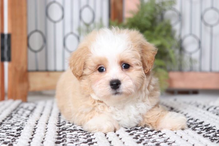 Sparky - Cuddly Male Lhasa-Poo Puppy - Image 3