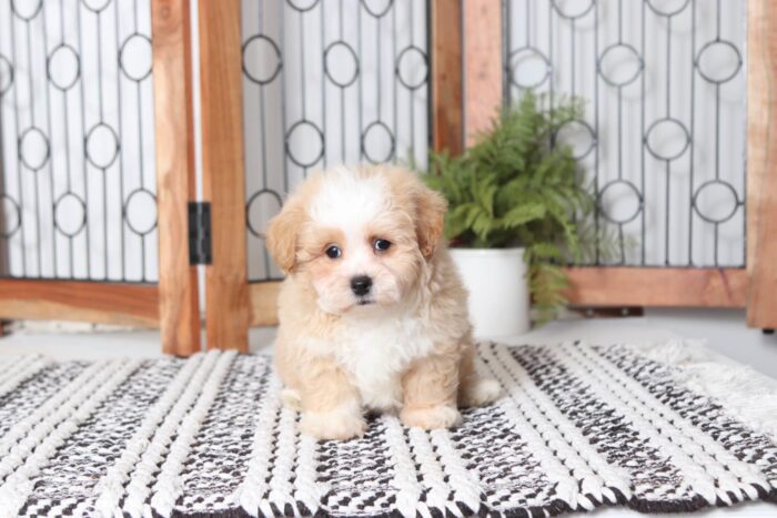Sparky - Cuddly Male Lhasa-Poo Puppy - Image 4