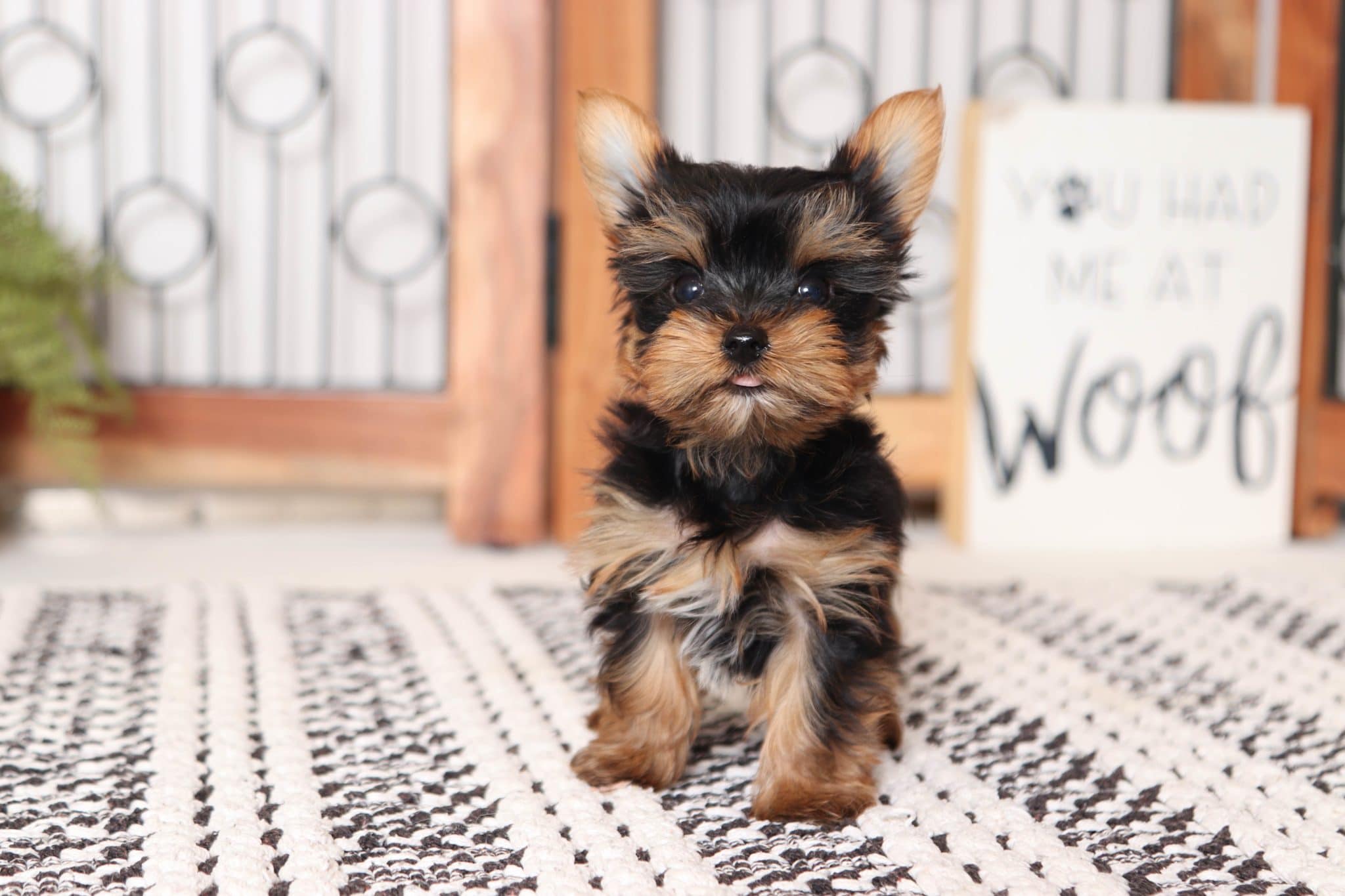 Sparky - Perfect Little TEACUP AKC Male Yorkie Puppy - Image 5