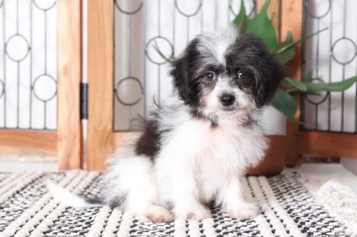 Speedy - Loving Little Male Teddy Bear Puppy