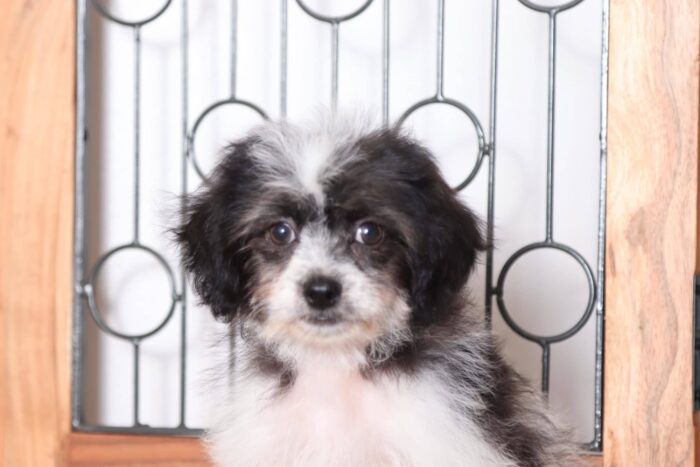 Speedy - Loving Little Male Teddy Bear Puppy - Image 2
