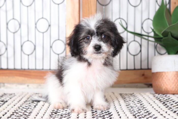 Speedy - Loving Little Male Teddy Bear Puppy - Image 3