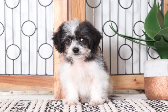 Speedy - Loving Little Male Teddy Bear Puppy - Image 4