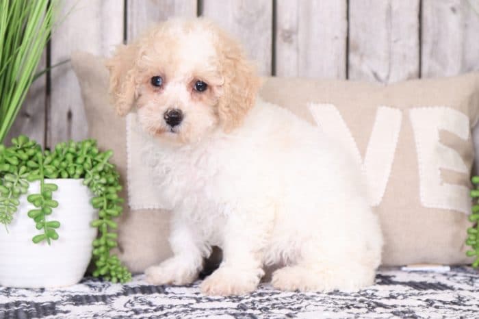 Spirit - Sweet Poochon - Image 3