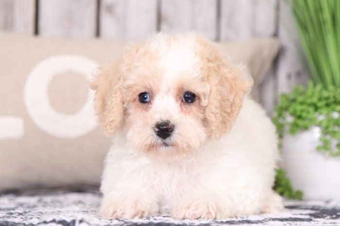 Spirit - Sweet Poochon - Image 2