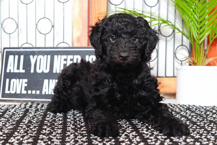 Springer- Handsome Black F1B Male Aussie-Poo Puppy