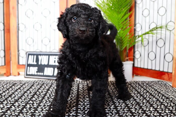 Springer- Handsome Black F1B Male Aussie-Poo Puppy - Image 2