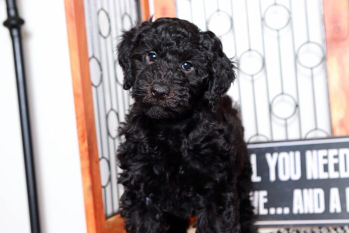 Springer- Handsome Black F1B Male Aussie-Poo Puppy - Image 3