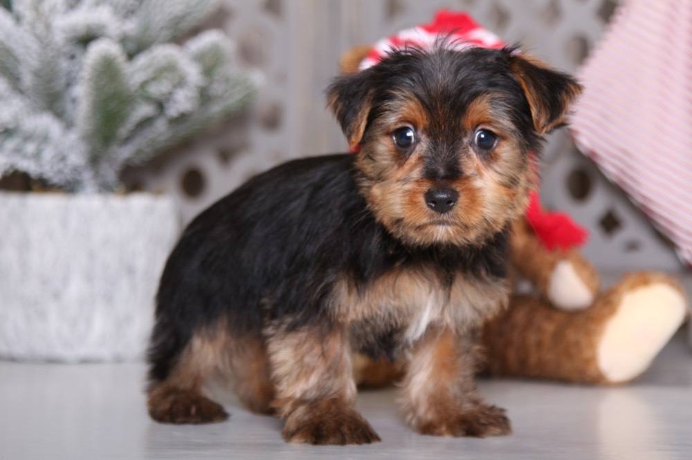 Squirt - Captivating Yorkie - Image 4