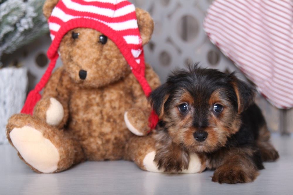 Squirt - Captivating Yorkie - Image 3