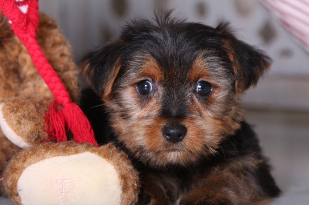 Squirt - Captivating Yorkie - Image 2