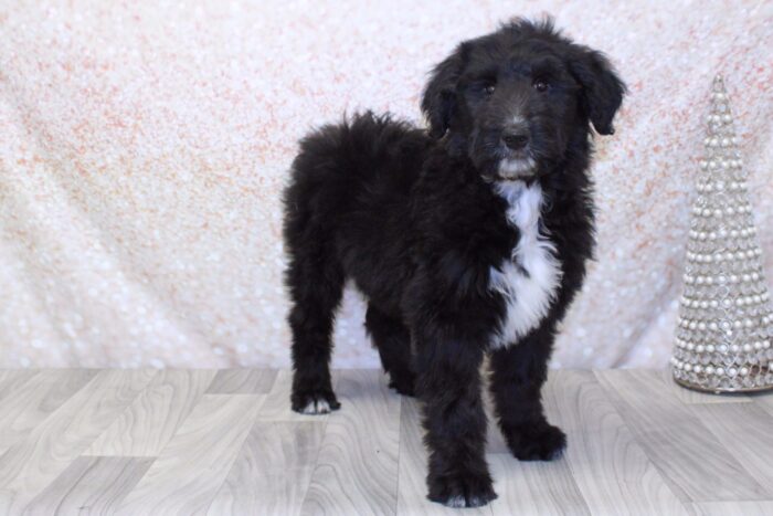 Stacker  - Calm Male Collie-Poo Puppy