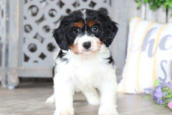 Star- Precious Cavanese
