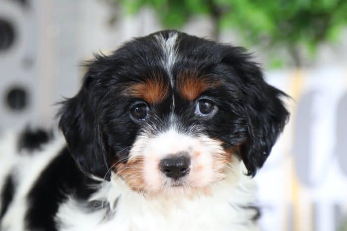 Star- Precious Cavanese - Image 3