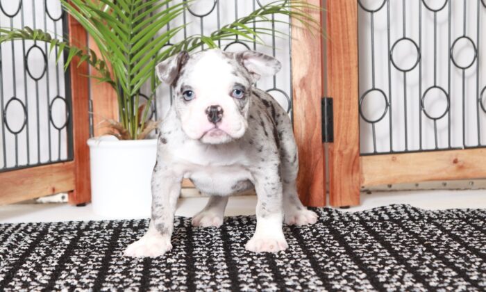 Star - Happy Female Blue Merle/White Olde English Bulldog Puppy - Image 4