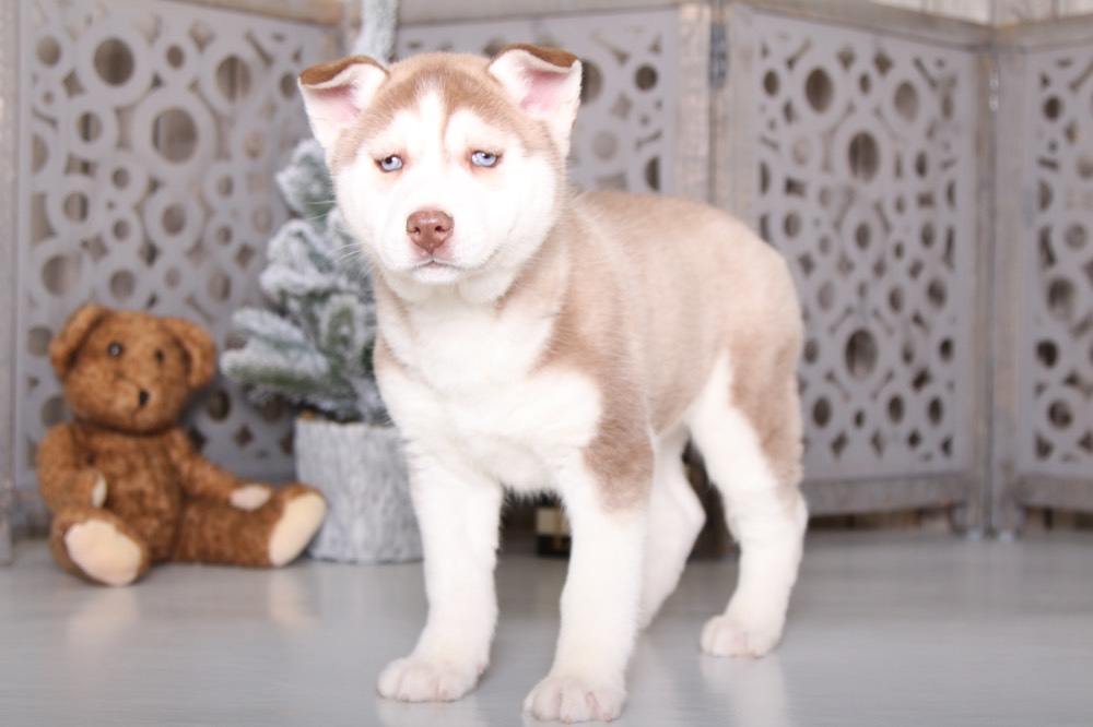 Starla - Adorable AKC Husky