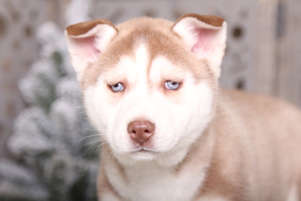 Starla - Adorable AKC Husky - Image 4