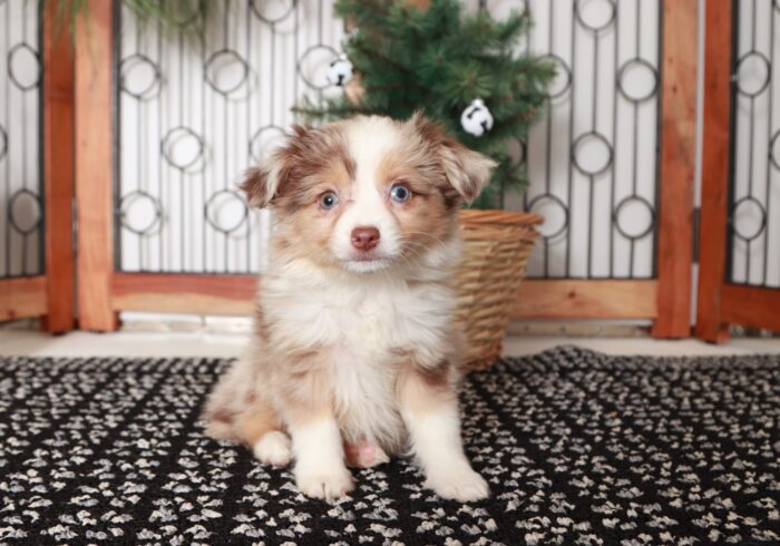 Stella - Darling Chocolate Merle Female ACA Mini Aussie Puppy