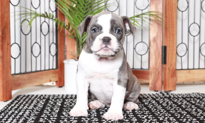 Stella - Awesome Female Blue Brindle/White Olde English Bulldog Puppy