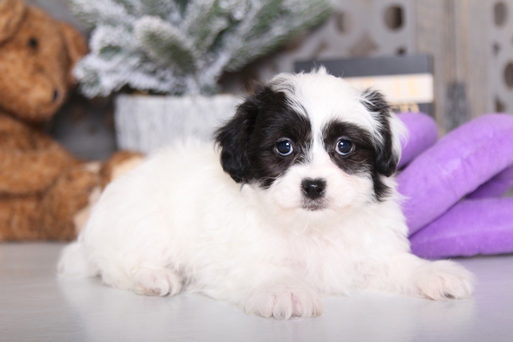 Stella - Precious Teddy Bear - Image 3