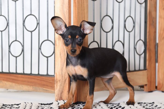 Stella - Astounding Female AKC Miniature Pinscher Puppy
