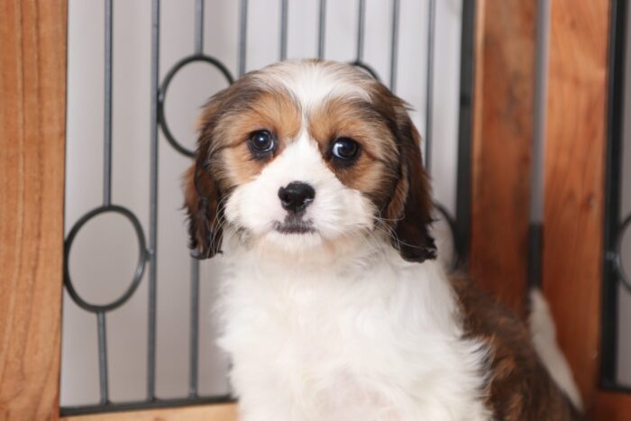 Stella - Precious Little Female Cava-tzu Puppy - Image 2