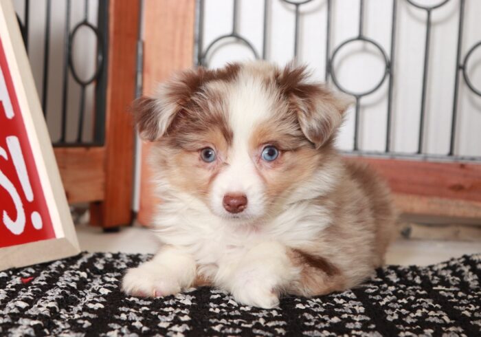 Stella - Darling Chocolate Merle Female ACA Mini Aussie Puppy - Image 2
