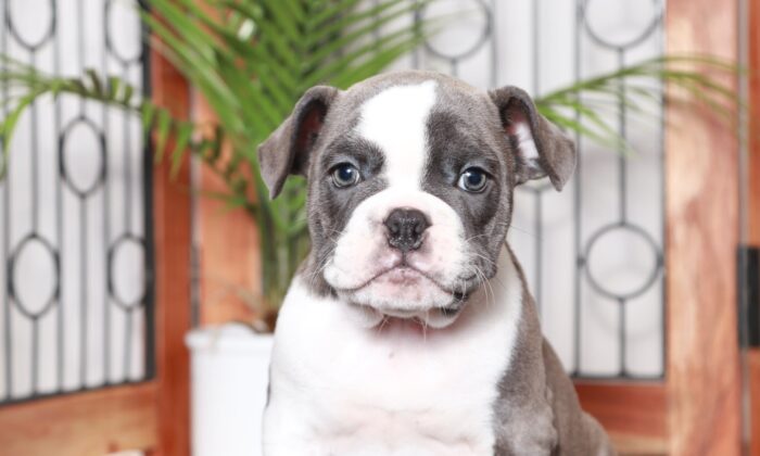 Stella - Awesome Female Blue Brindle/White Olde English Bulldog Puppy - Image 2