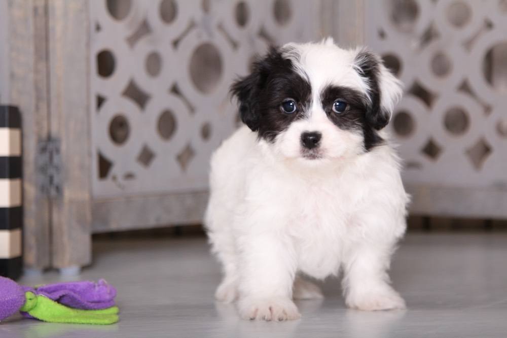 Stella - Precious Teddy Bear - Image 2