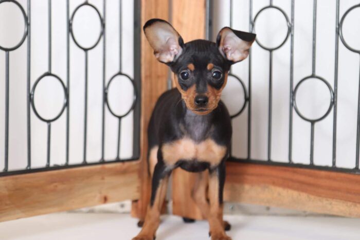 Stella - Astounding Female AKC Miniature Pinscher Puppy - Image 3