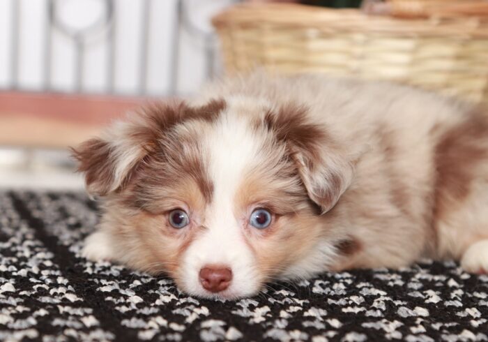 Stella - Darling Chocolate Merle Female ACA Mini Aussie Puppy - Image 3